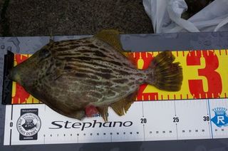 DSC01456-1.jpg