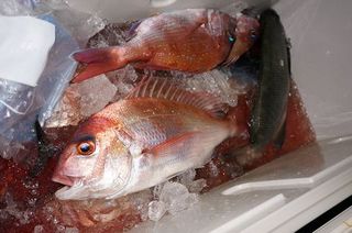 DSC01610-1.jpg