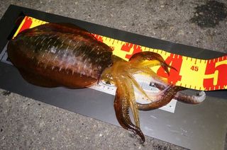 DSC01614-1.jpg