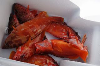 DSC01874-1.jpg