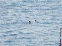 P8120420-1.jpg